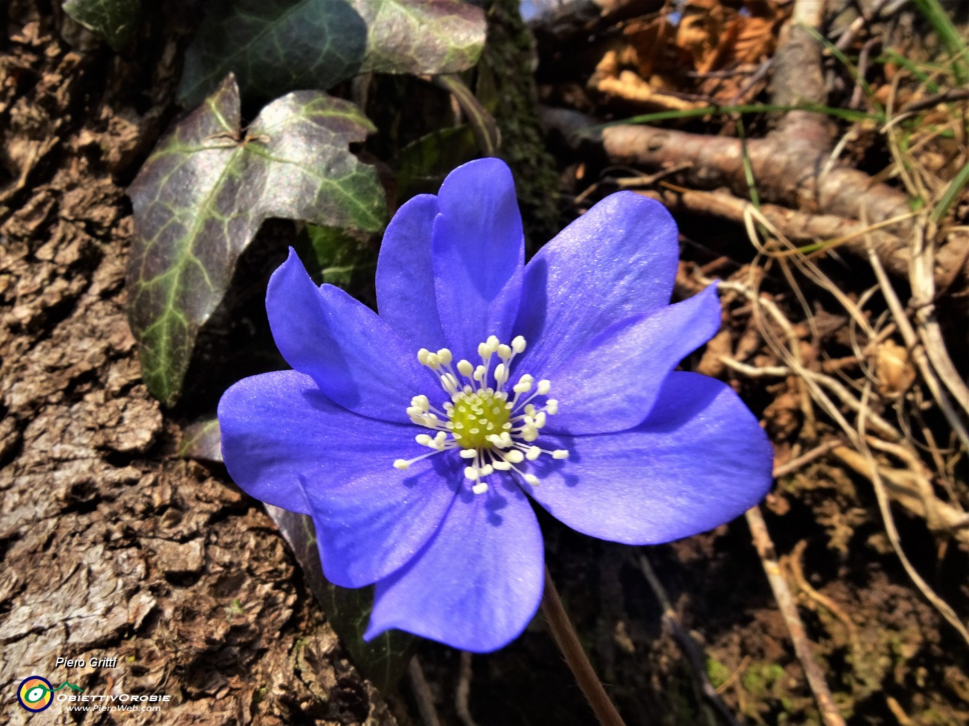 19 Festa di fiori sui sentieri al Monte Zucco - Hepatica nobilis (Erba trinita).JPG